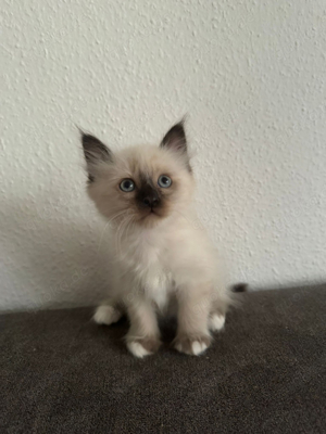 Ragdoll kitten 