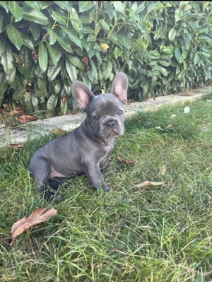 französische Bulldogge sucht ein neues Zuhause