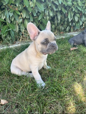 französische Bulldogge sucht ein neues Zuhause