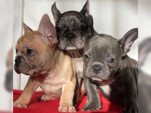 Kleine süße Französische Bulldogge welpen