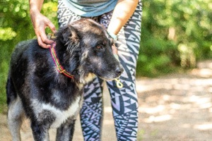 Jázmin, kaukasischer Schäferhund-Mix mit großem Herz, ca. 2,5 Jahre, ca. 69 cm, ca. 40 kg