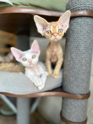 Devon rex Super lockige Kätzchen