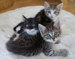 6 Heilige Birma EKH Kitten Katzen abholbereit 