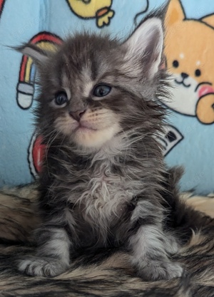 Maine Coon blaue Mädchen 