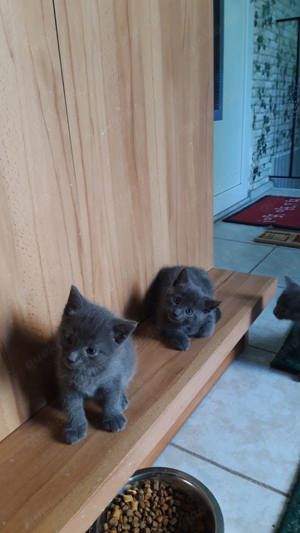 Russisch Blaue Mix KITTEN 