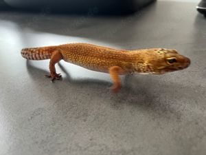 Leopardgeckos NZ 2022 0.1 weibl. Electric Tangerine Het. Trempeer Ph. Eclipse