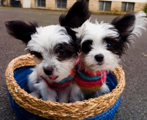 Malteser Chinese Crested Powderpuff mix Welpen