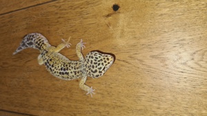 Leopardgeko