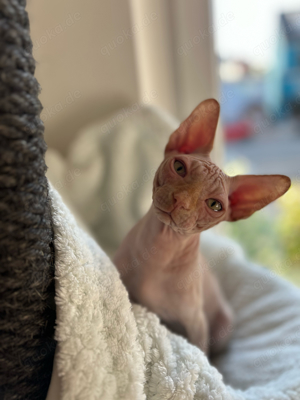 "Andie" junger Sphynx Kater   Kitten, darf ab sofort ausziehen