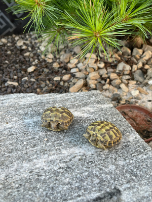 Vierzehen Steppen Schildkröten 