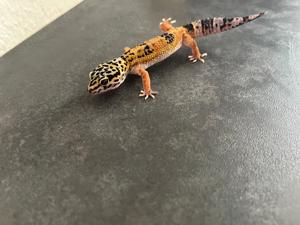 Leopardgeckos NZ 06.2024 0.1 weibl. 