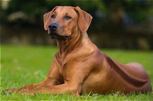 Wir suchen eine Rhodesien Ridgeback Hündin.