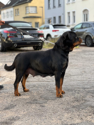 Reinrassig Rottweiler Welpen