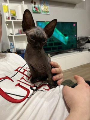 Sphynx Canadian Kätzchenbaby