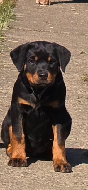 rotweiller  welpen