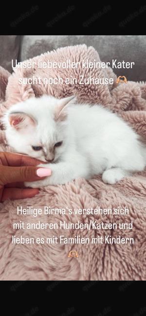 Reinrassige Heilige Birma in Lilac-Point junger Kater 15 Wochen alt