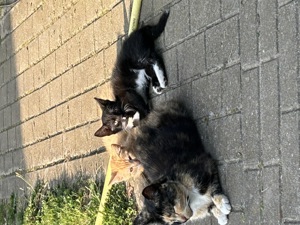 Katzen abzugeben 