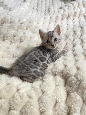 Bengal Kitten : Brown , Charcoal Silver Farbe : weiblich - männlich .