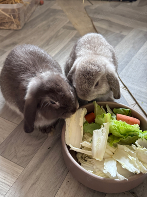 zwergkaninchen paar 