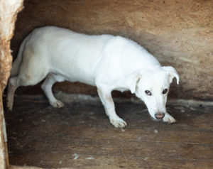 Romeo sucht ein warmes Körbchen