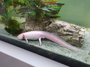 Axolotl Albino männlich 