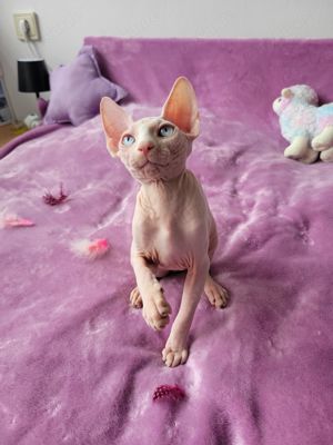 Canadian Sphynx Kitten 