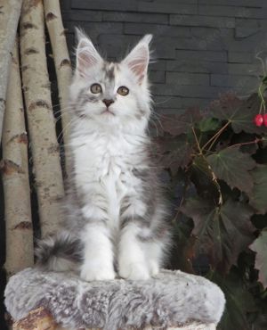 Maine Coon Kitten in verschiedenen Farben (reinrassig)