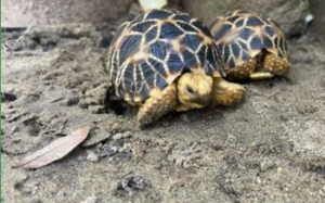 Suche Geochelone Platynota 