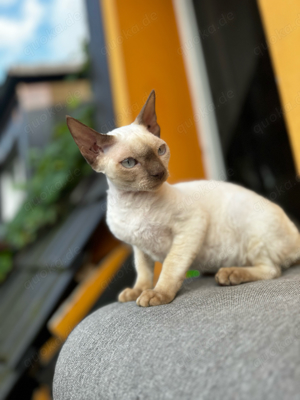 Devon Rex kitten 