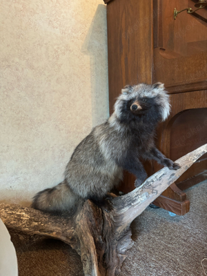 Tierpräparate Fuchs, Gams, Bock, Auahahn, Marderhund, Murmeltier, Marder