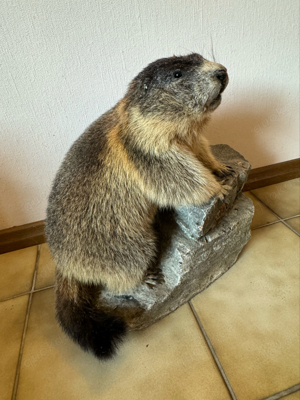 Tierpräparat Murmeltier auf Fels Stein