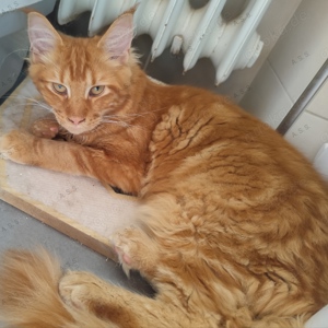 reinrassiger Familientiger (Maine Coon) sucht 