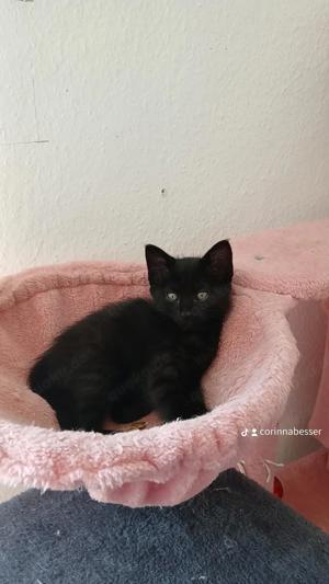 katze     weibchen  12 wochen alt 