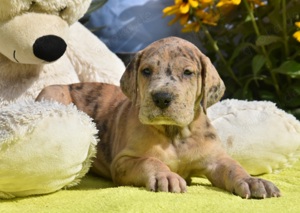 Deutsche Doggen Welpen gelbtiger und gestromt