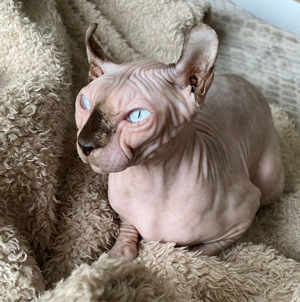 zucktkatze canadian Sphynx Elf katze mit stammbaum 