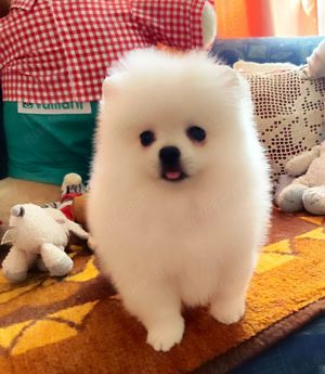 Pomeranian Zwergspitz