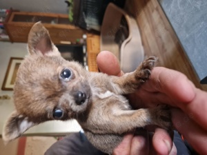 chihuahua welpen 