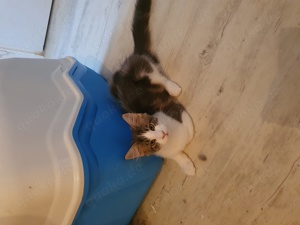 Ein süßer Maine coon kitten Kater