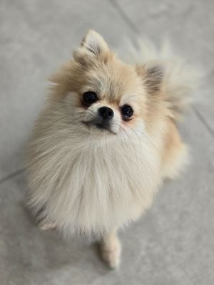 Pomeranian Hündin sucht tolles Zuhause 