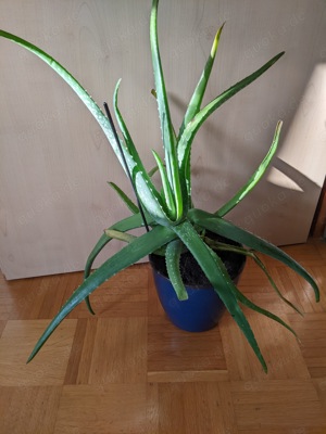 Aloe Vera Pflanze 60 cm