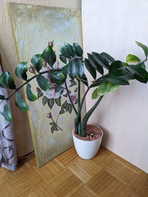 Zamioculcas Glücksfeder Zimmerpflanze