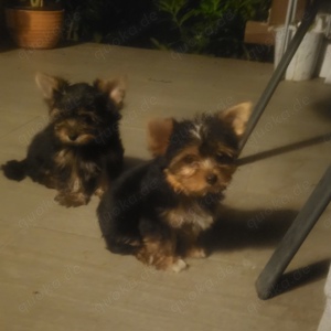 YORKSHIRE Terrier Welpen.