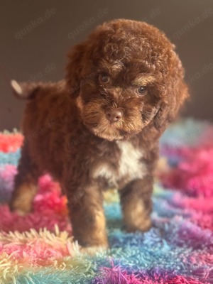 Lagottodoodle Welpen, ähnlich Golden doodle - Lagotto mal Pudel Medium