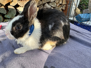 Kaninchen Zwergkaninchen KASTRAT schwarz weiß