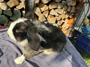 Kaninchen Zwergkaninchen KASTRAT  schwarz weiß Löwenköpfchen