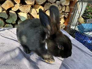 Kaninchen Zwergkaninchen KASTRAT schwarz