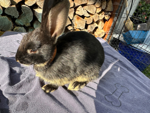 Kaninchen  Zwergkaninchen KASTRAT schwarz braun