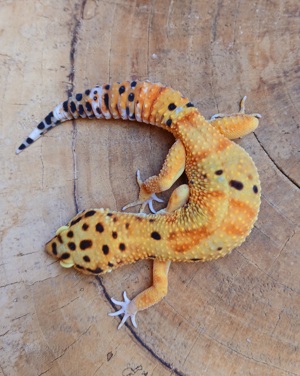 1.1 Green Tangerine Leopardgecko Eublepharis Macularius Gruppe