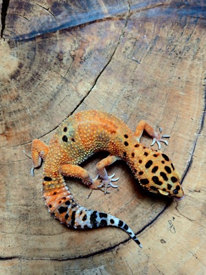 1.2 Green Tangerine Leopardgecko Eublepharis Macularius Gruppe