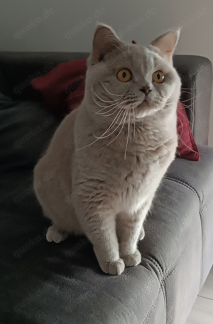 Reinrassige BKH Deckkater Lilac Stammbaum 
